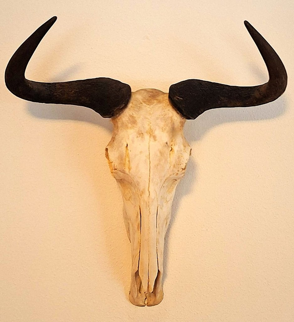 Gnoe-Schedel (Wildebeest), Ophalen of Verzenden, Wild dier, Schedel