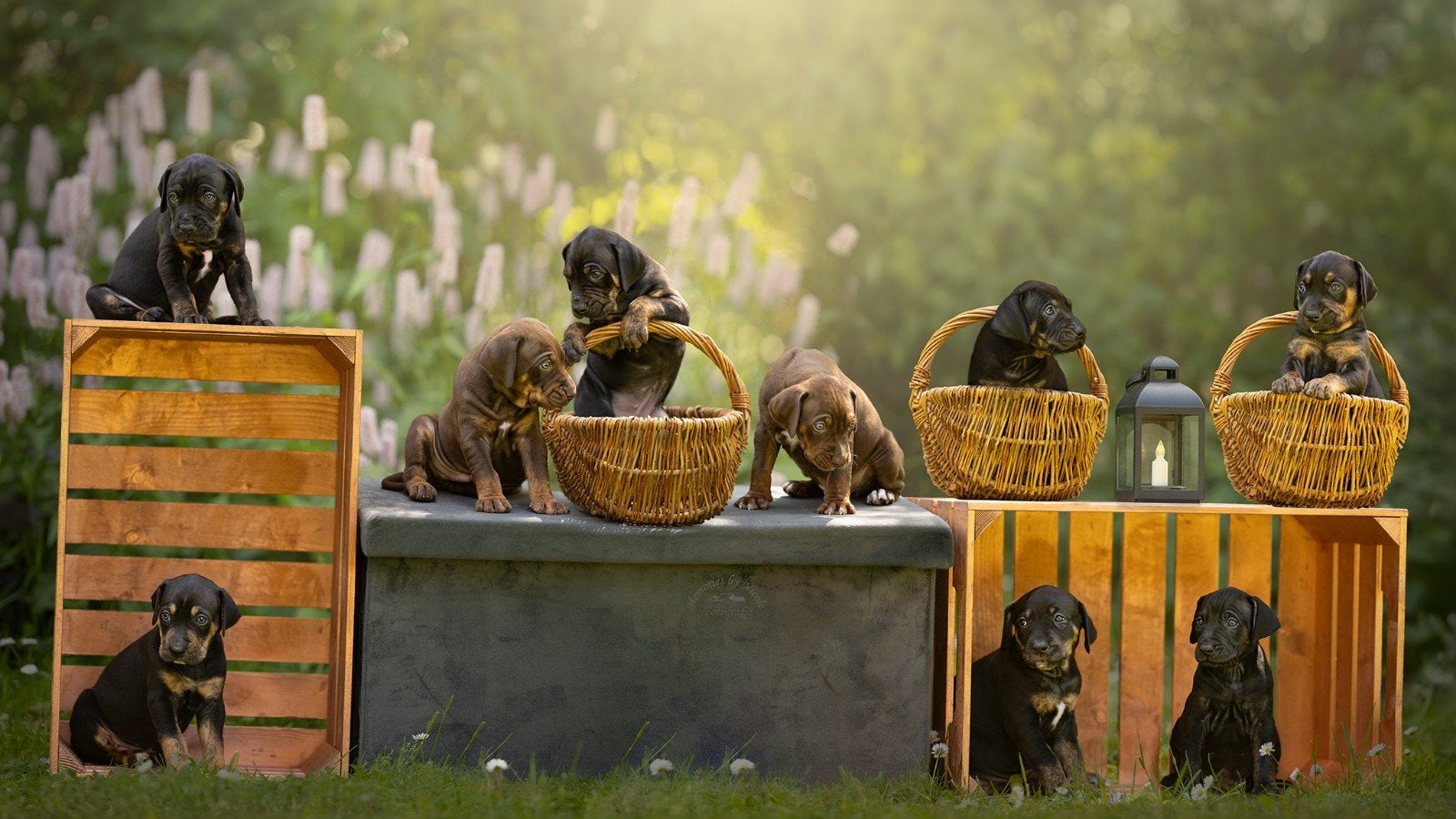 Unieke raszuivere catahoula puppy’s, Parvo, Overige rassen, 8 tot 15 weken, Meerdere