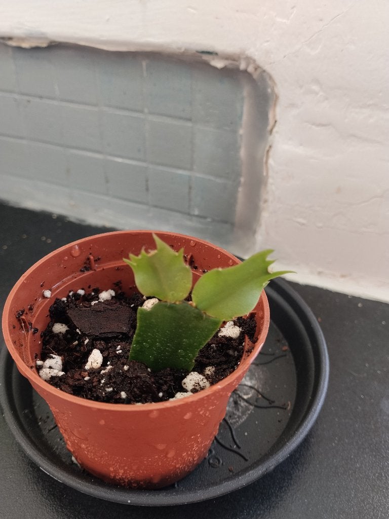 Kerstcactus, Ophalen, Halfschaduw, Minder dan 100 cm, Bloeiende kamerplant
