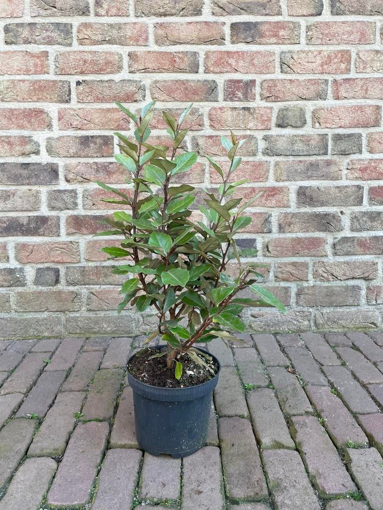 Olijfwilg (heeft niks met olijven of wilgen te maken)., Volle zon, Vaste plant, Herfst, Ophalen