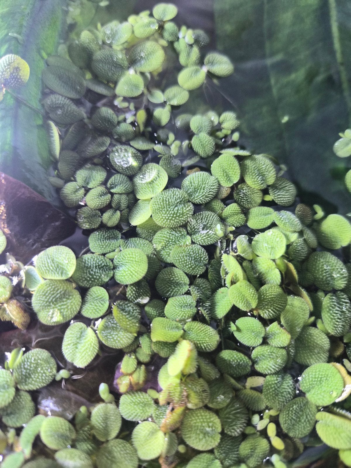 Salvinia minima drijfplanten aquarium, Ophalen of Verzenden, Plant(en), Steen of Hout