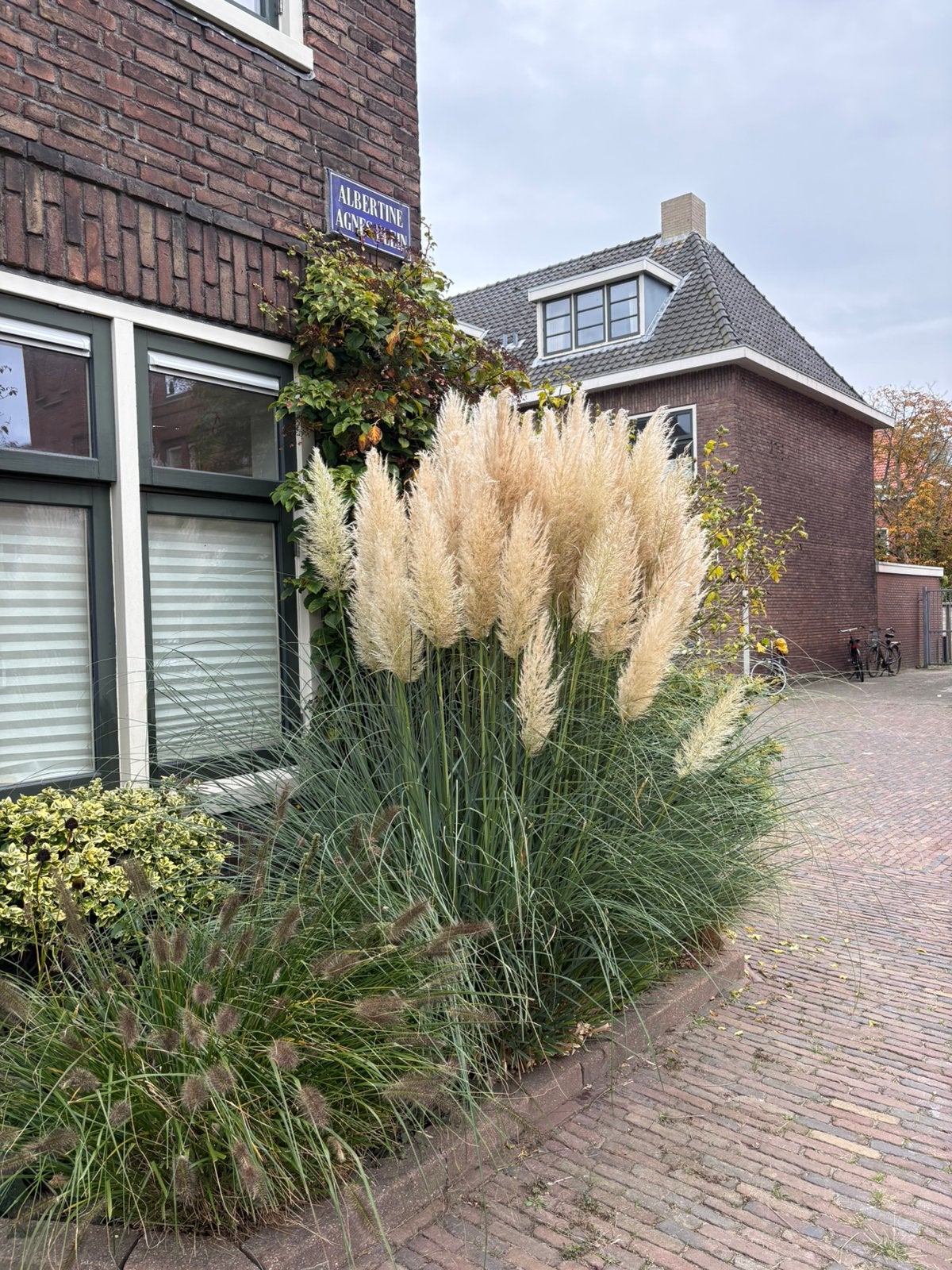 Pampasgras, Tuin en Terras, Ophalen, Volle zon, Overige soorten