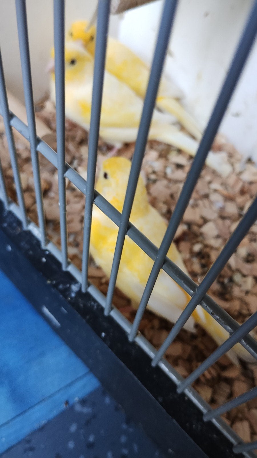 5 kanaries, Meerdere dieren, Kleurkanarie