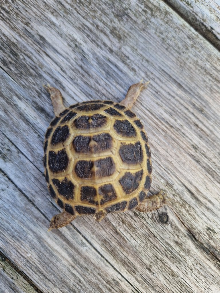 Lieve jonge vierteen schildpad, Dieren en Toebehoren, Schildpad, Tam, 0 tot 2 jaar