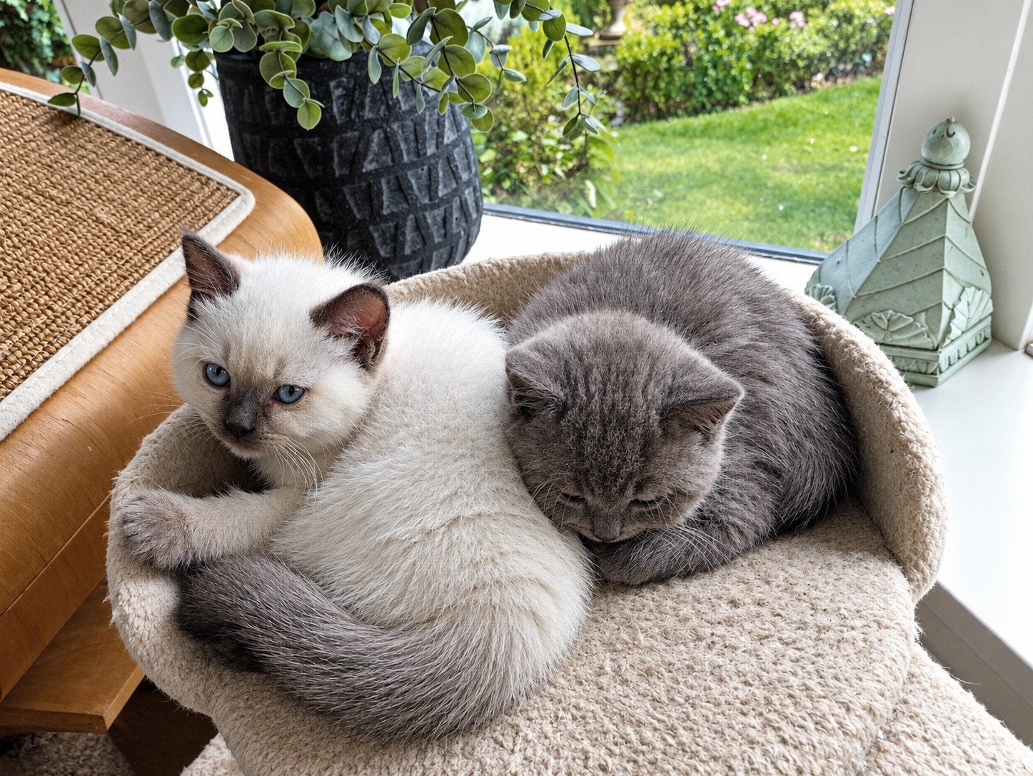 super mooie Britse kittens.. 1 langhaar de anderen korthaar, Dieren en Toebehoren, Meerdere dieren