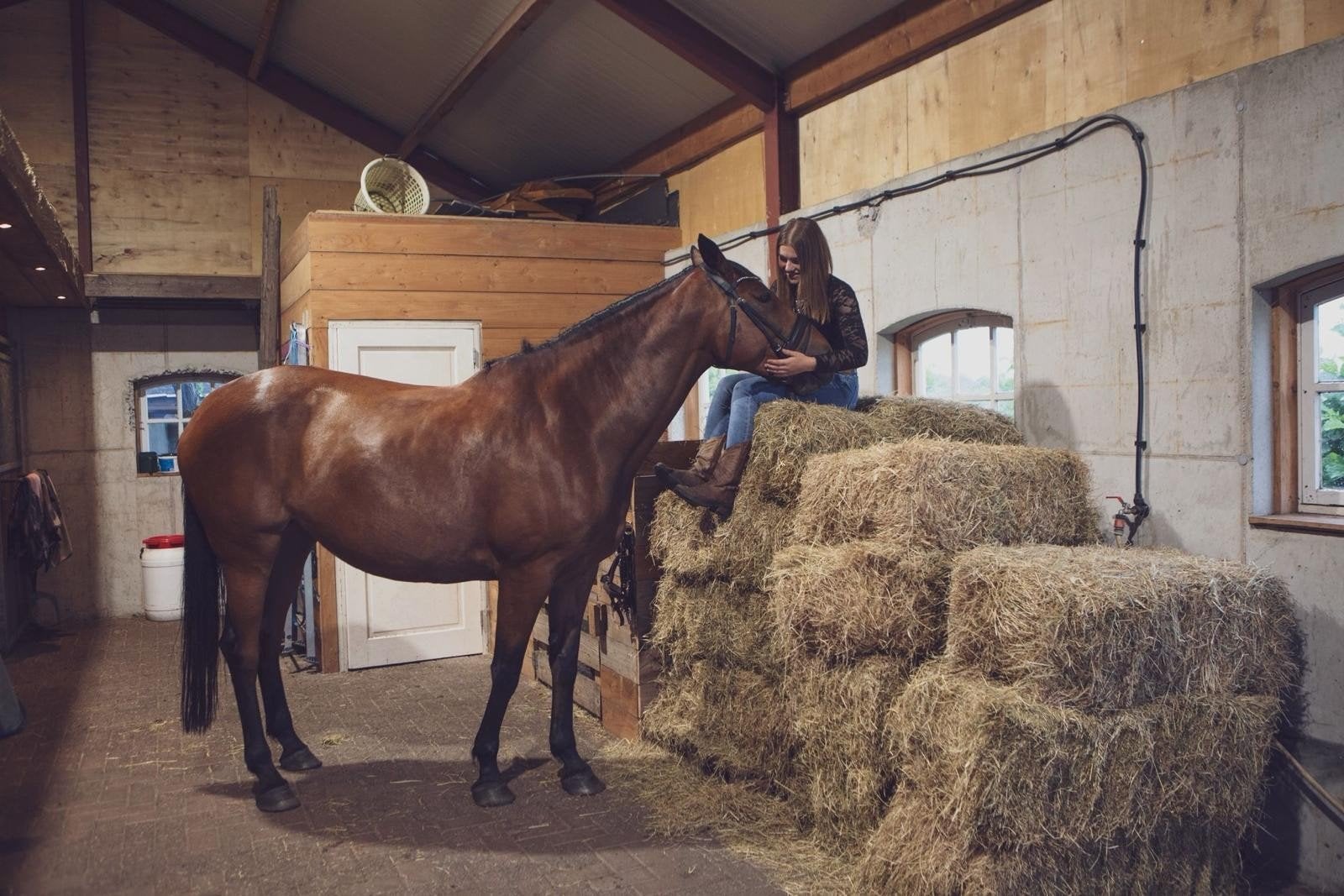 merrie carrigbeg bonanza een Irish sport paard, Dieren en Toebehoren, Merrie