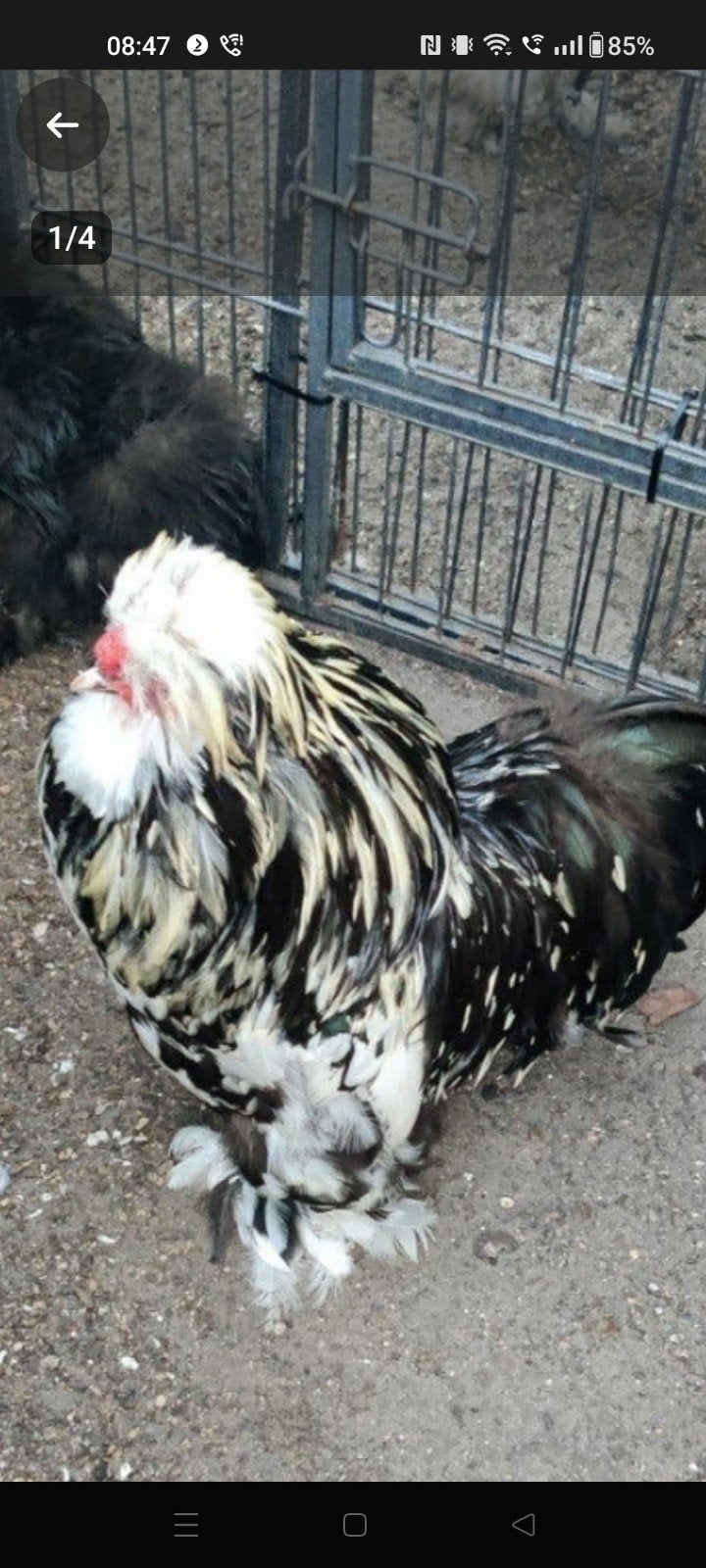 gratis zijdehoenhaan 1 jaar oud, Vrouwelijk, Kip