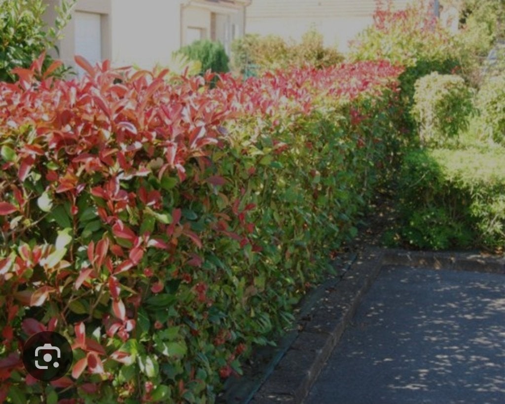 Mooie Photinia 'Red Robin' (Glansmispel) in pot!, Tuin en Terras, Planten | Struiken en Hagen, Ophalen, Overige soorten, 100 tot 250 cm