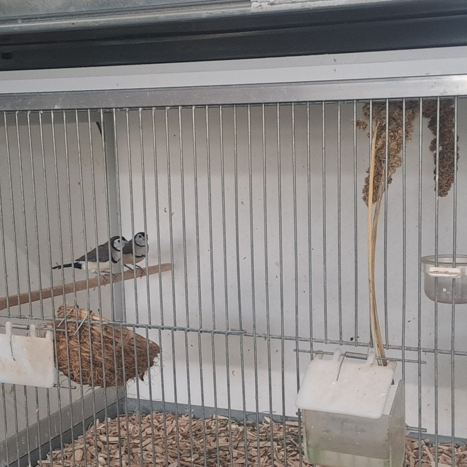 Diverse volièrevogels, Dieren en Toebehoren, Meerdere dieren, Tropenvogel