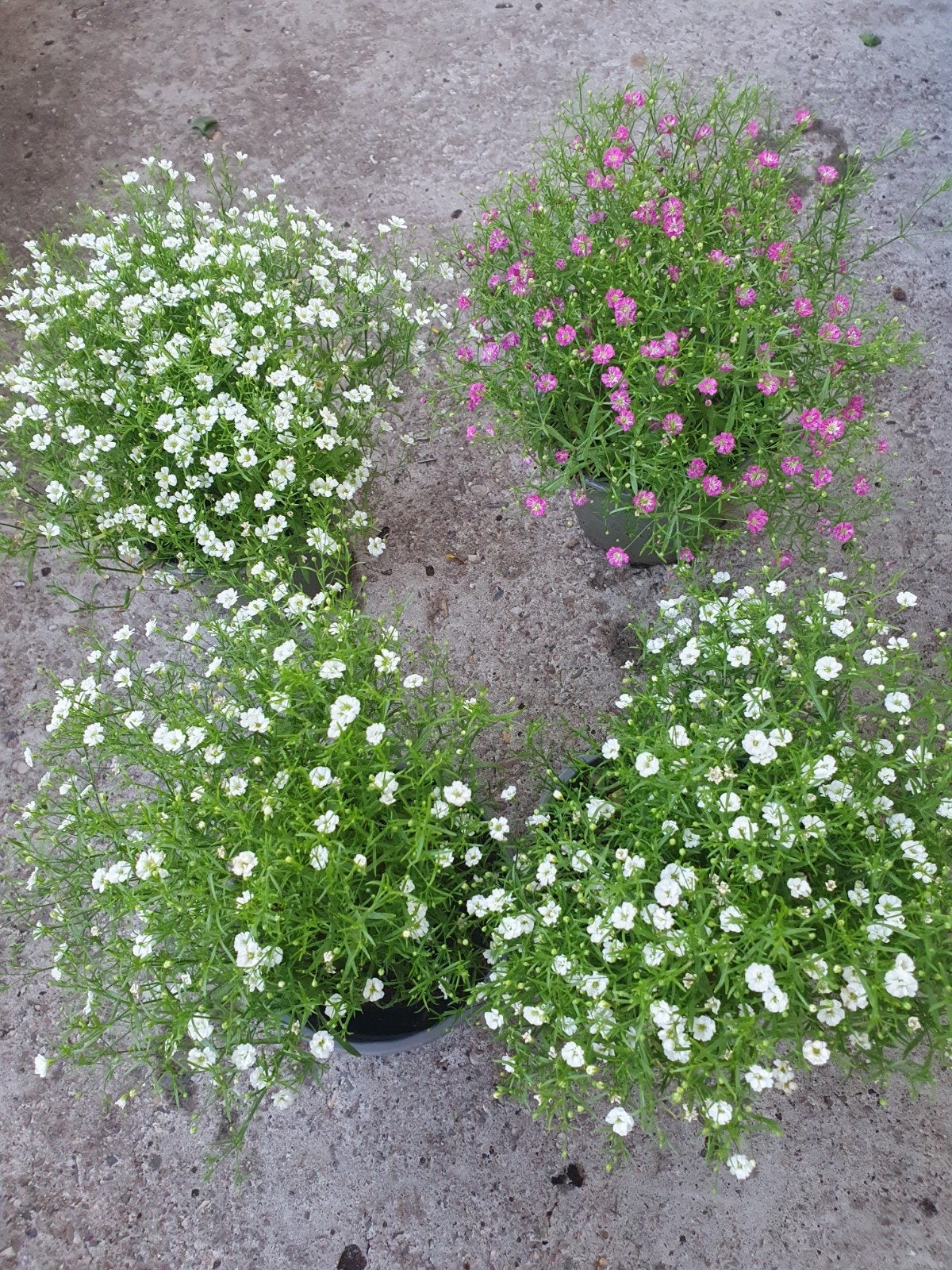 Gipskruid (Gypsophila) - Wit en Roze, Ophalen of Verzenden