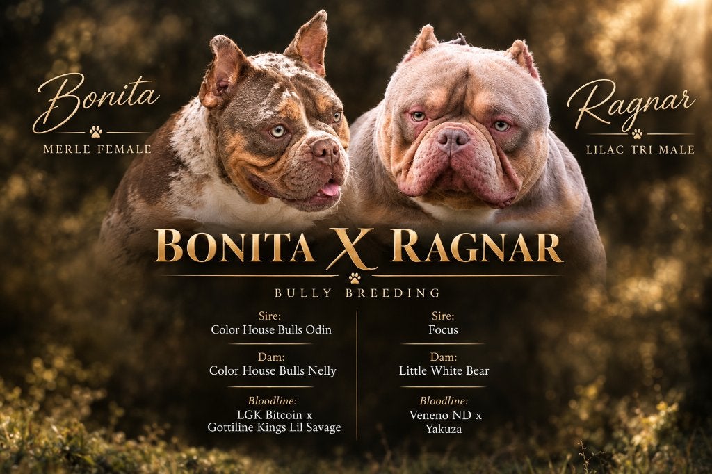 American bully  micro pups, Dieren en Toebehoren, België, Particulier, Overige rassen, CDV (hondenziekte)
