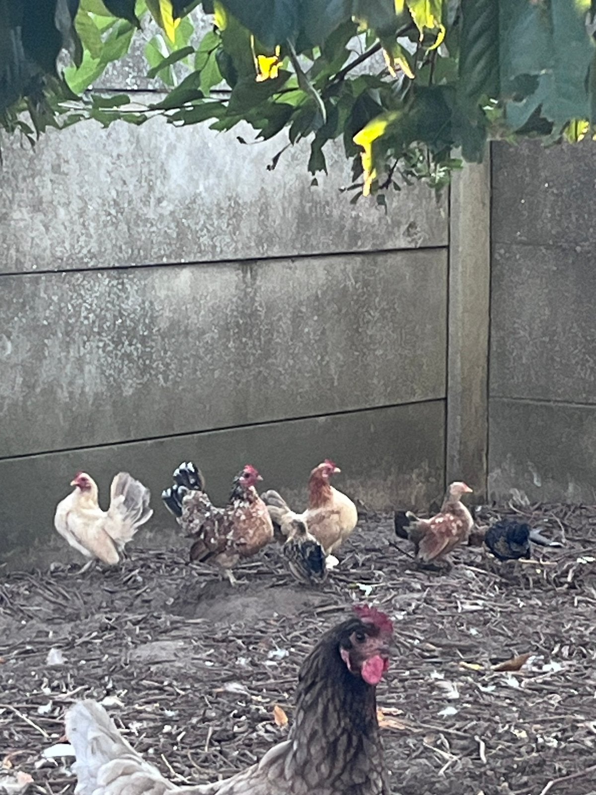 Serema hennen, Dieren en Toebehoren, Vrouwelijk, Kip