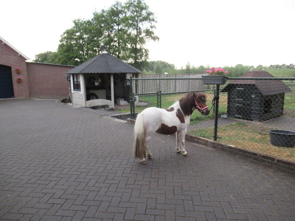 Super brave kinderpony, Merrie, Dressuurpony, A pony (tot 1.17m), 3 tot 6 jaar