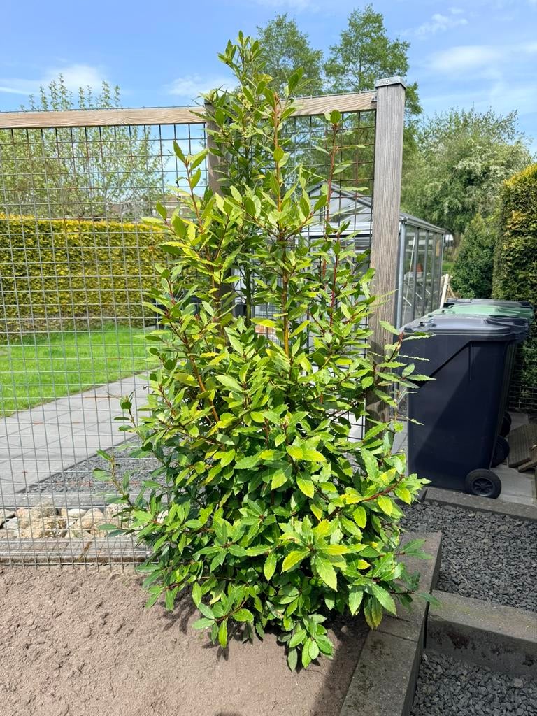 Laurierboom, Bloeit niet, Overige soorten, 100 tot 250 cm, Ophalen