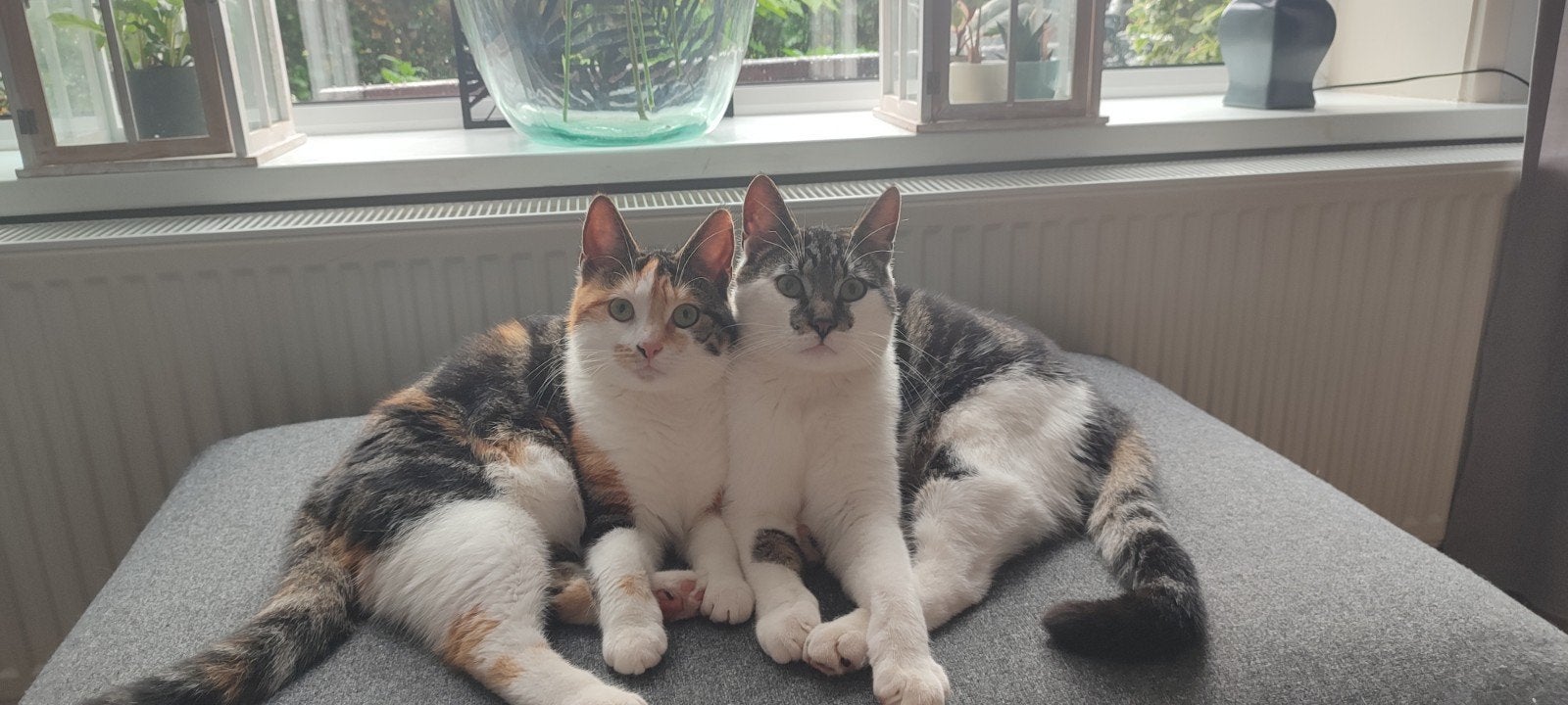 Betrouwbare katten oppas, Ophalen, Nieuw