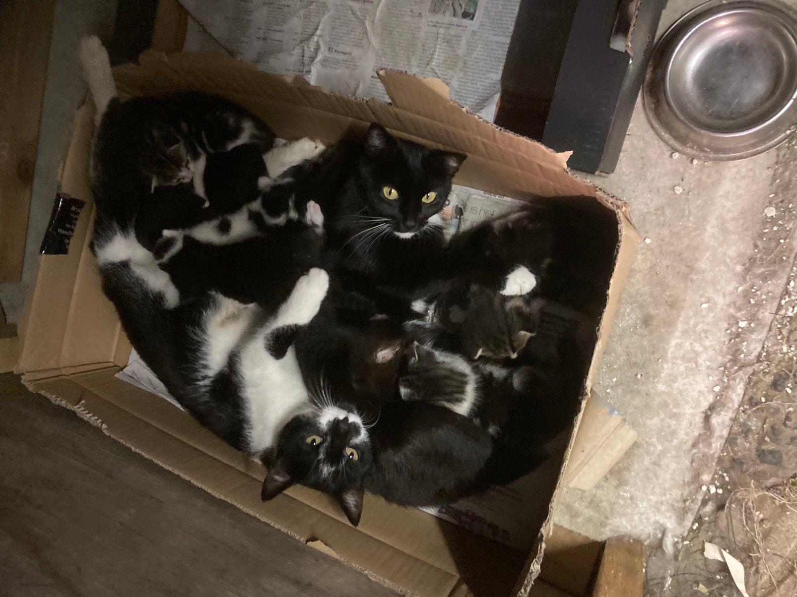 Jonge kittens, Meerdere dieren, Kortharig, 0 tot 2 jaar