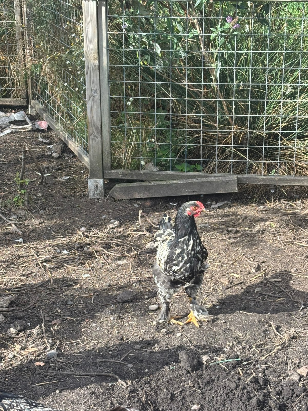 Haan brahma x barnevelder jong gratis, Dieren en Toebehoren, Mannelijk, Kip