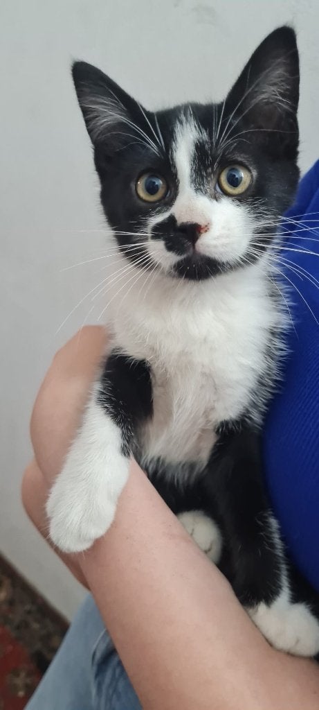 Sociale boerderijkittens te koop! (katertjes), Kater, Kortharig, 0 tot 2 jaar