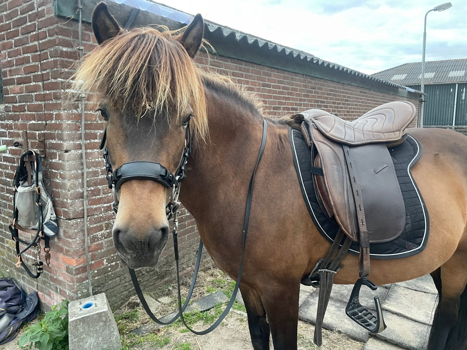 Joker Paardensimulator, grondwerk & ruitercoaching, Persoonlijke ontwikkeling