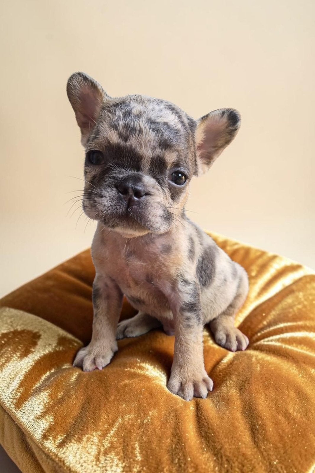 👑 Royal Puppies -Raszuivere Franse Bulldog Pups Beschikbaar, Dieren en Toebehoren, 15 weken tot 1 jaar, Buitenland, Bulldog, Meerdere