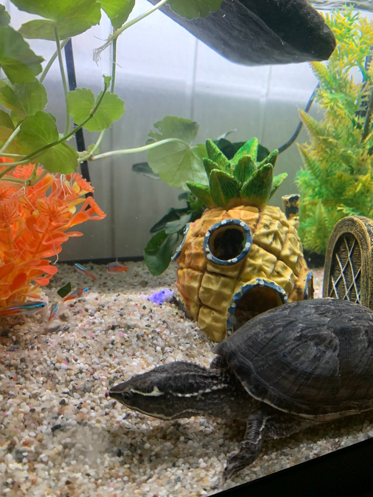 Aquariumschildpad te koop, Dieren en Toebehoren, Schildpad, Met terrarium, 3 tot 6 jaar