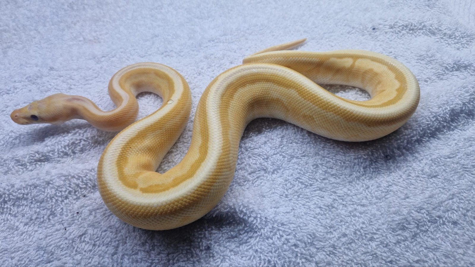 Pythons, Ophalen of Verzenden