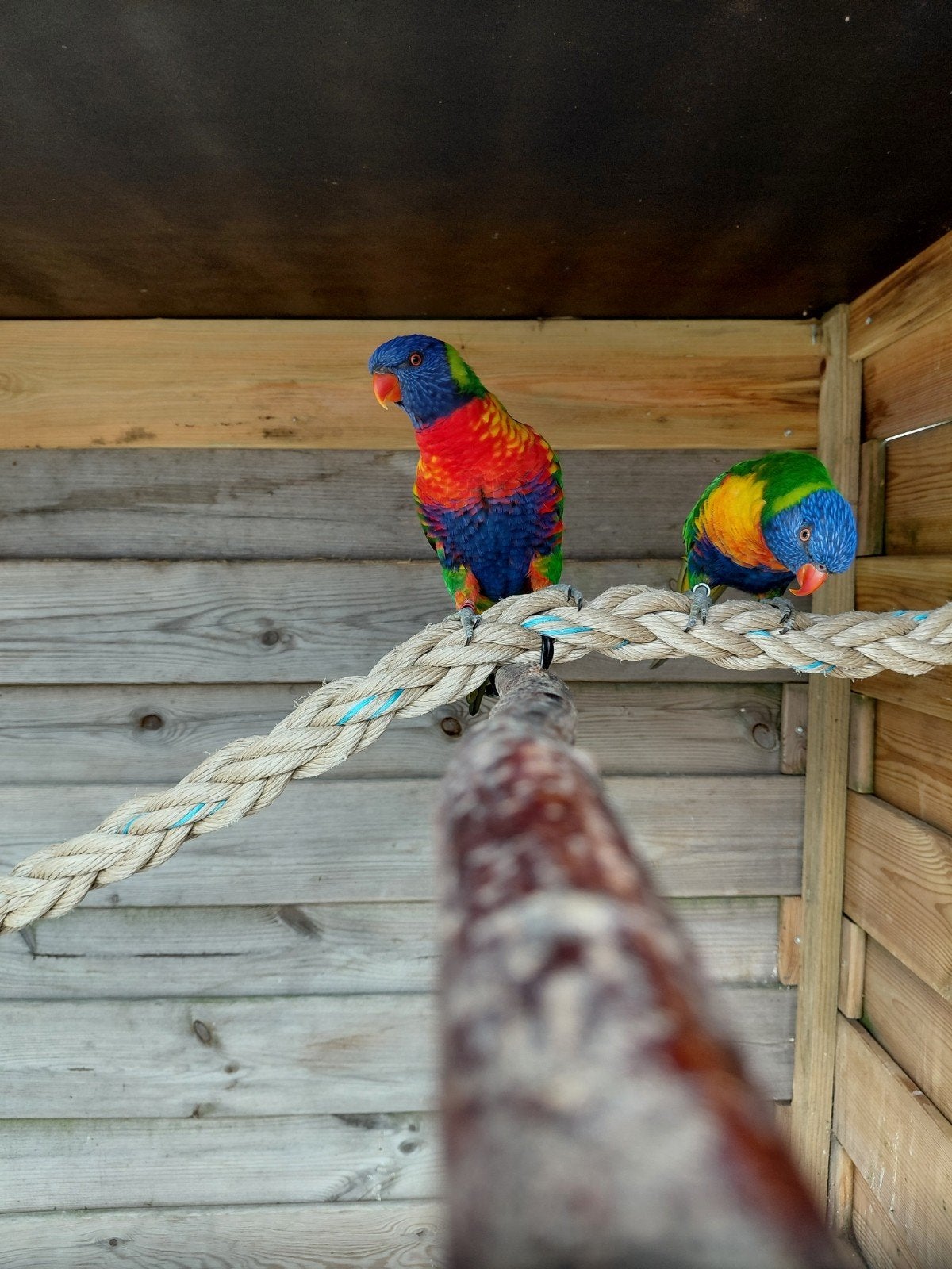 Lories van de blauwe bergen, Dieren en Toebehoren, Meerdere dieren, Parkiet