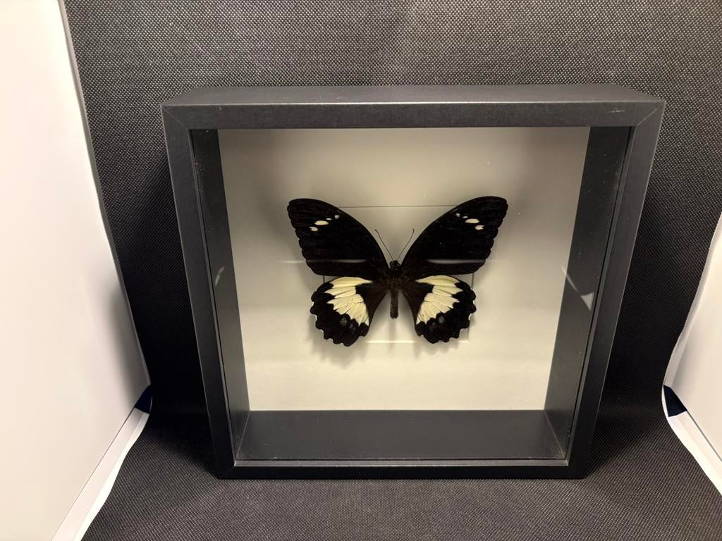 Geprepareede vlinder in een 3d lijst, Ophalen of Verzenden, Insect, Opgezet dier
