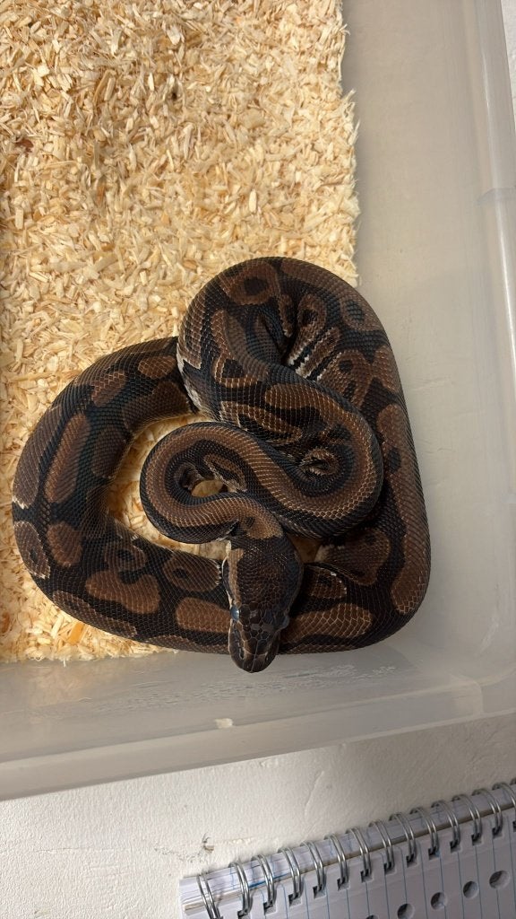 Ballpython - Normal het piebald - 1.0 - 2025 Ball Python - male for sale from Aquadeco