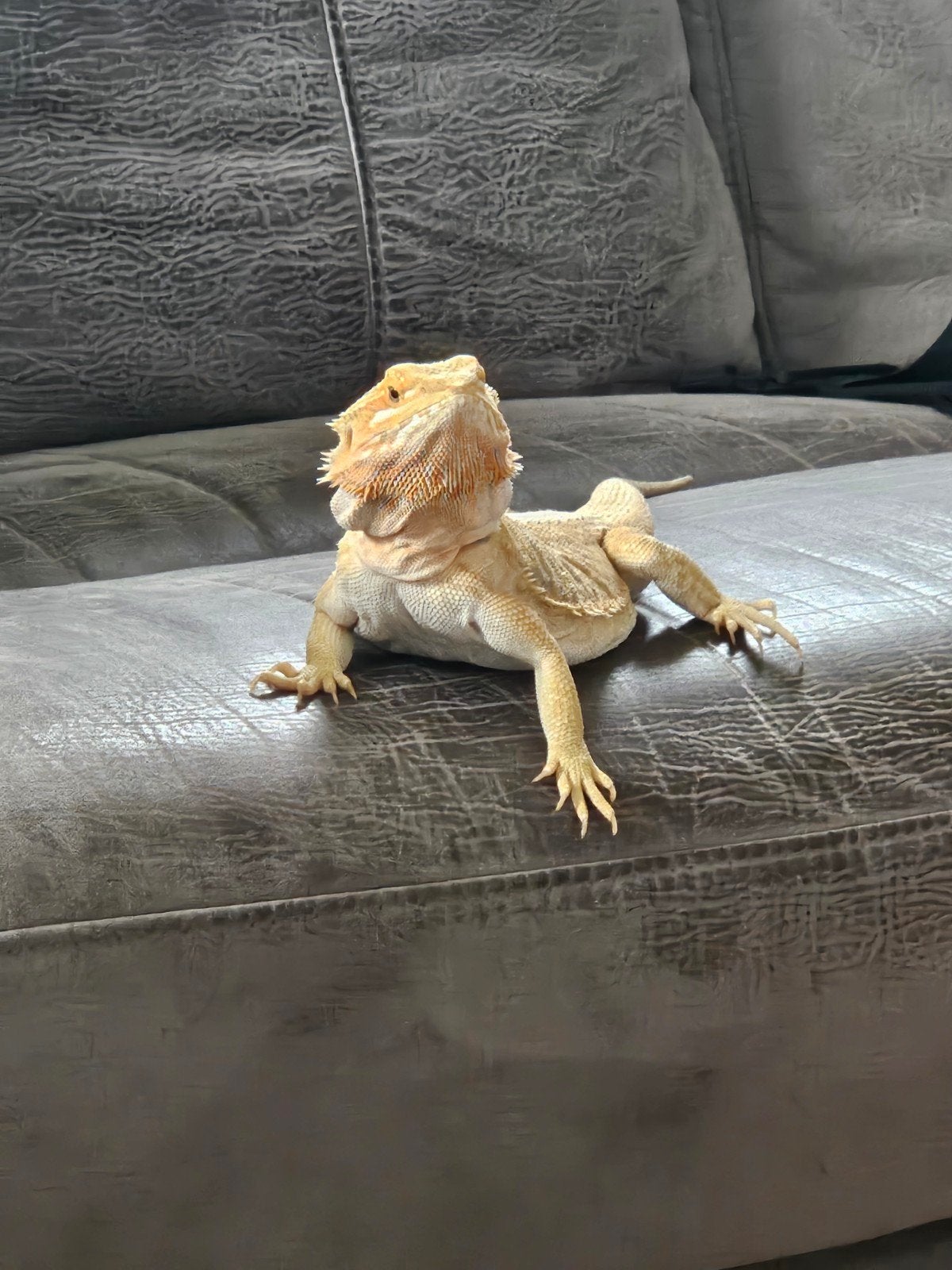 baardagaam inclusief terarium en toebehoren Bearded Dragon - unknown for sale from Cora