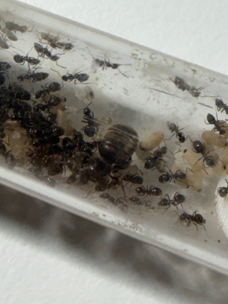 Lasius niger mierenkolonie met koningin en veel broed, Dieren en Toebehoren, Mieren