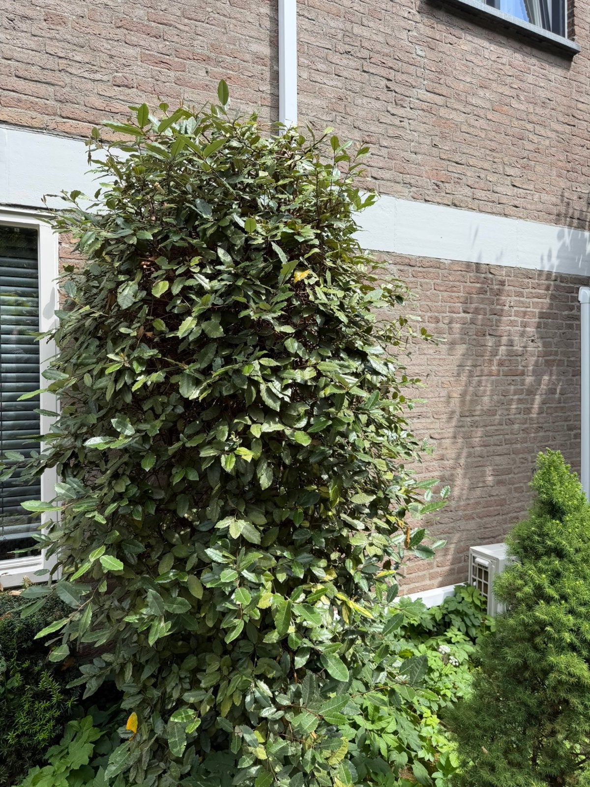 Olijfwilg, Ophalen, Volle zon, Overige soorten, 100 tot 250 cm