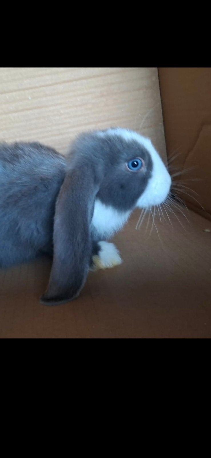 Franse hangoor, Dieren en Toebehoren