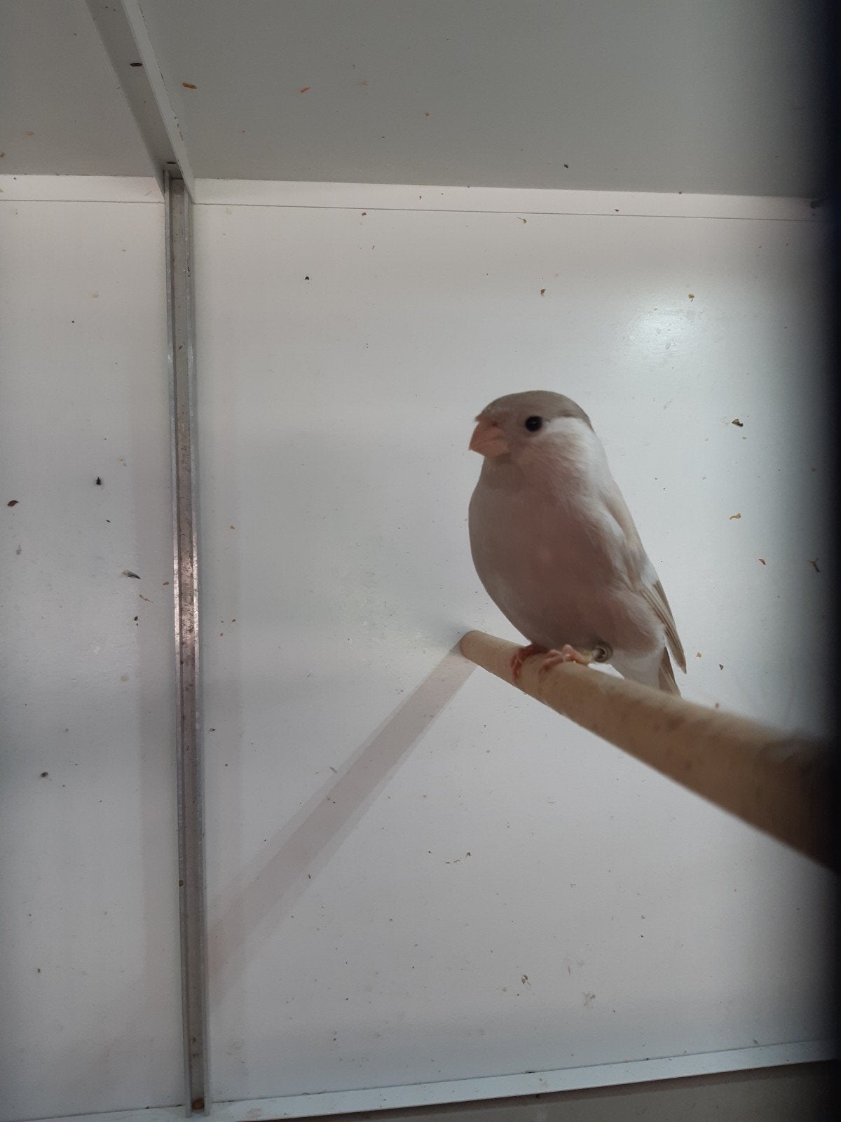 bruinpastel goudvink pop 2026, Dieren en Toebehoren, Vrouwelijk, Wildzangvogel, Geringd