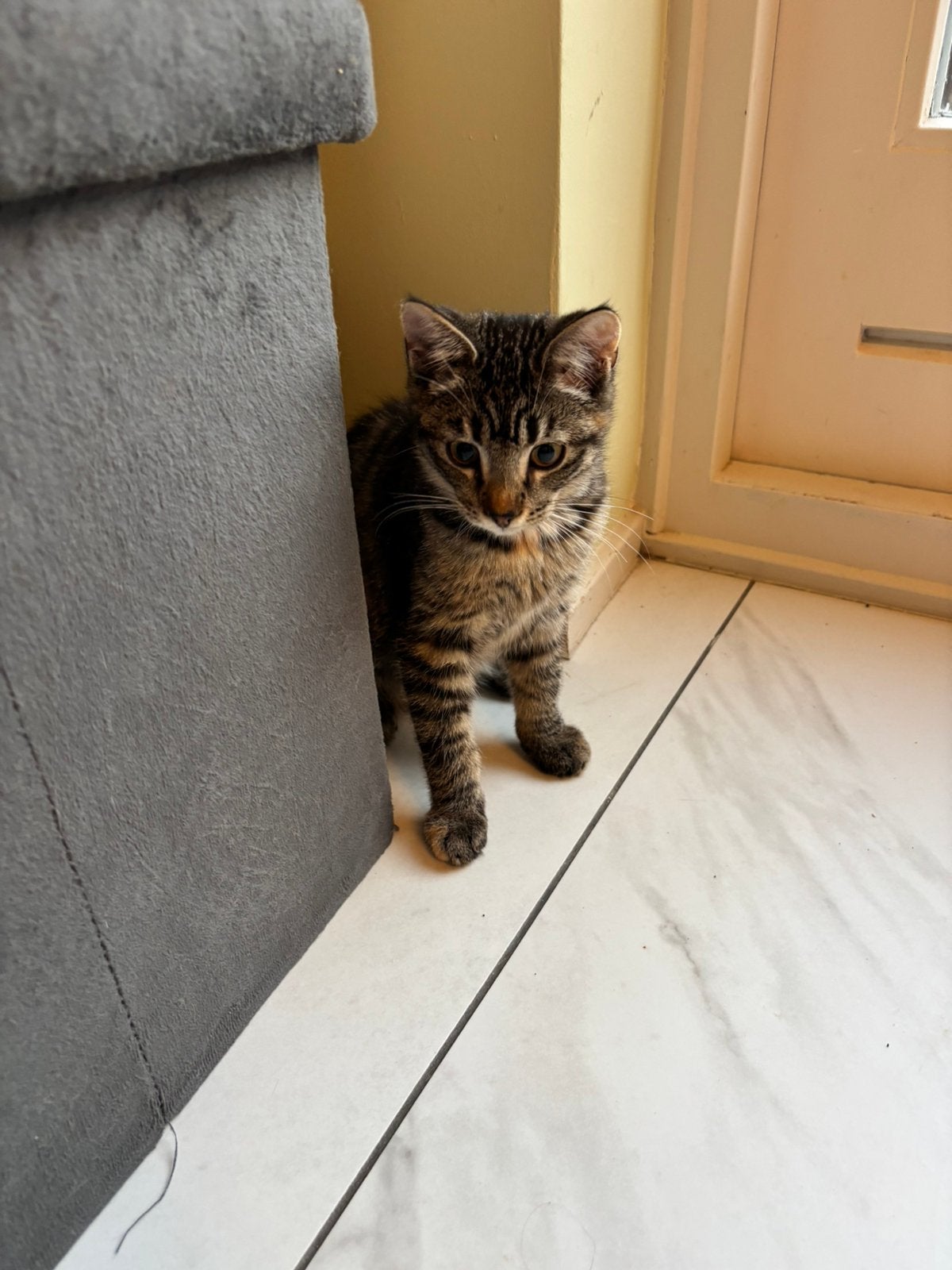 Te koop kittens kruising Bristse korthaar x Noorse boskat, Meerdere dieren, Ontwormd, 0 tot 2 jaar