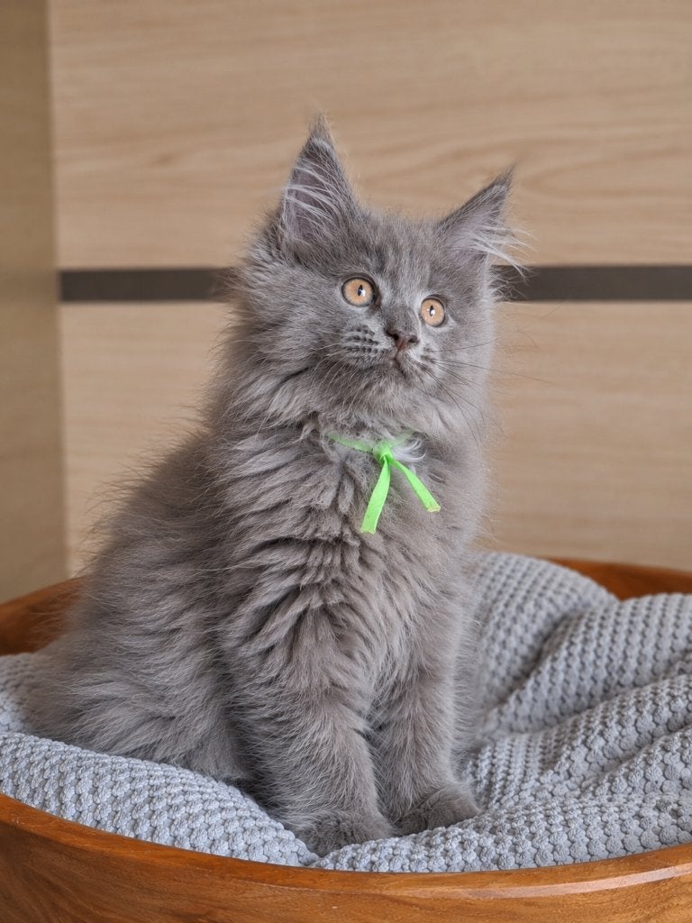 Maine coon kittens xxl met kampioen stamboom Russisch lijn, Dieren en Toebehoren, Katten en Kittens | Raskatten | Langhaar, Meerdere dieren