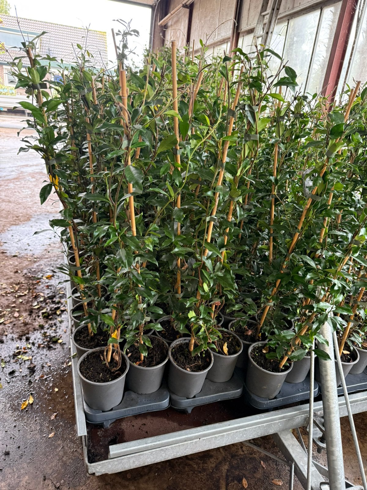 Nieuw 4 soorten toscaanse jasmijn uit voorraad vanaf 7,95, Ophalen, Volle zon, Vaste plant, Klimplanten