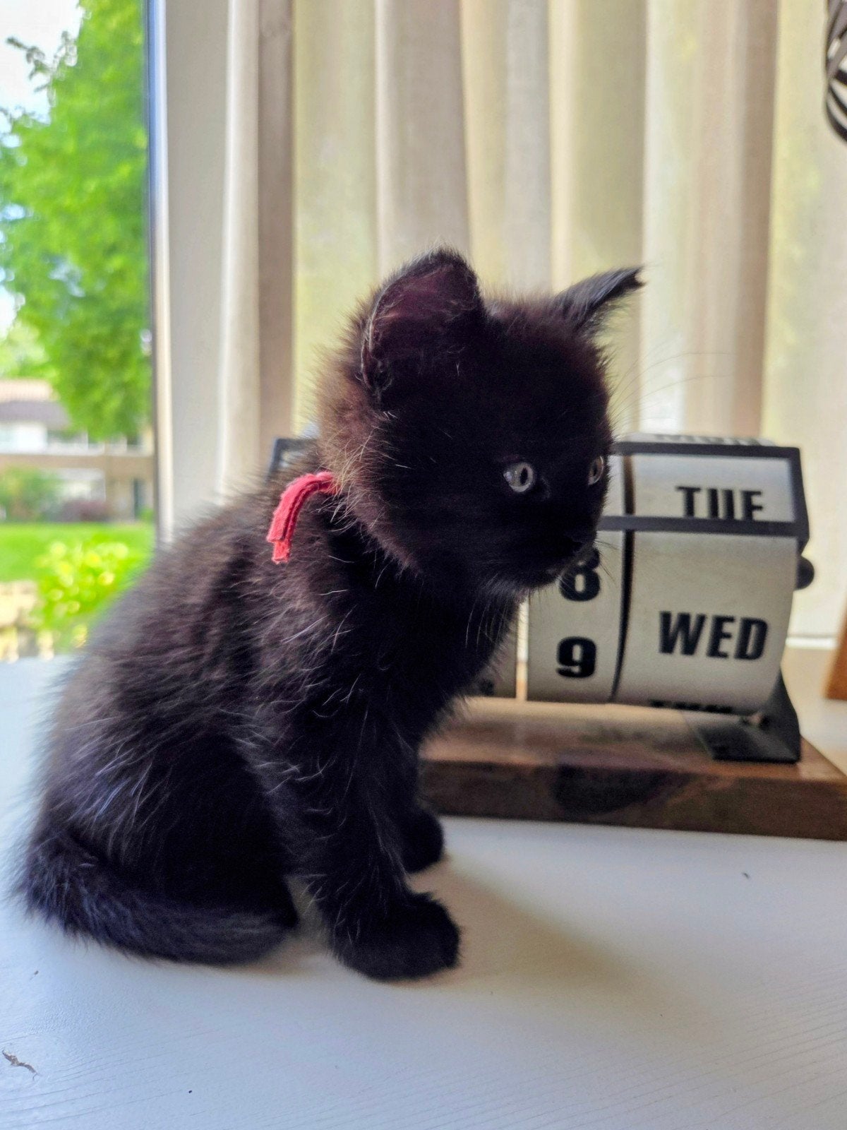 Prachtige kittens kruising britse langhaar/Europese korthaar, Kater