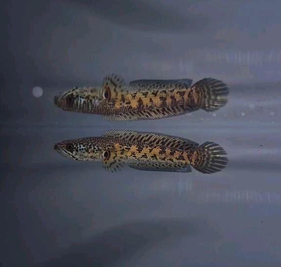 Channa aurantimaculata golden cobra, Vis, Zoetwatervis