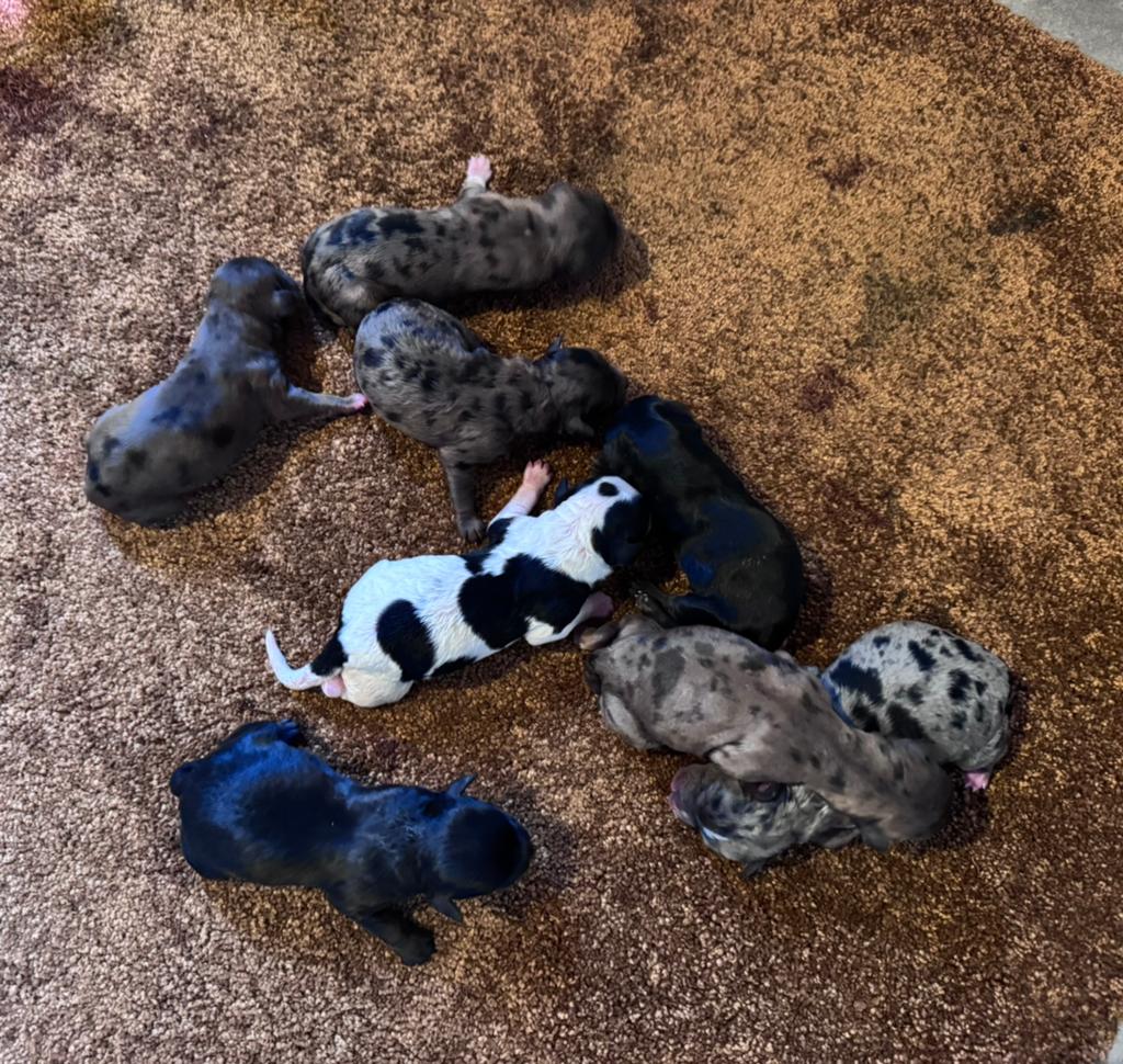 De pups zijn geboren mini labradoodles F5, Parvo, 8 tot 15 weken, Meerdere, Meerdere dieren