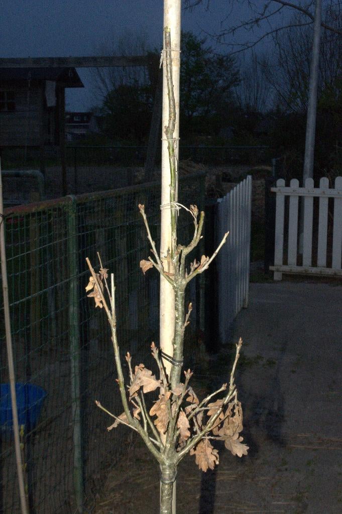 Zomereik (quercus robur), Tuin en Terras, Overige soorten, Lente, 100 tot 250 cm, Ophalen
