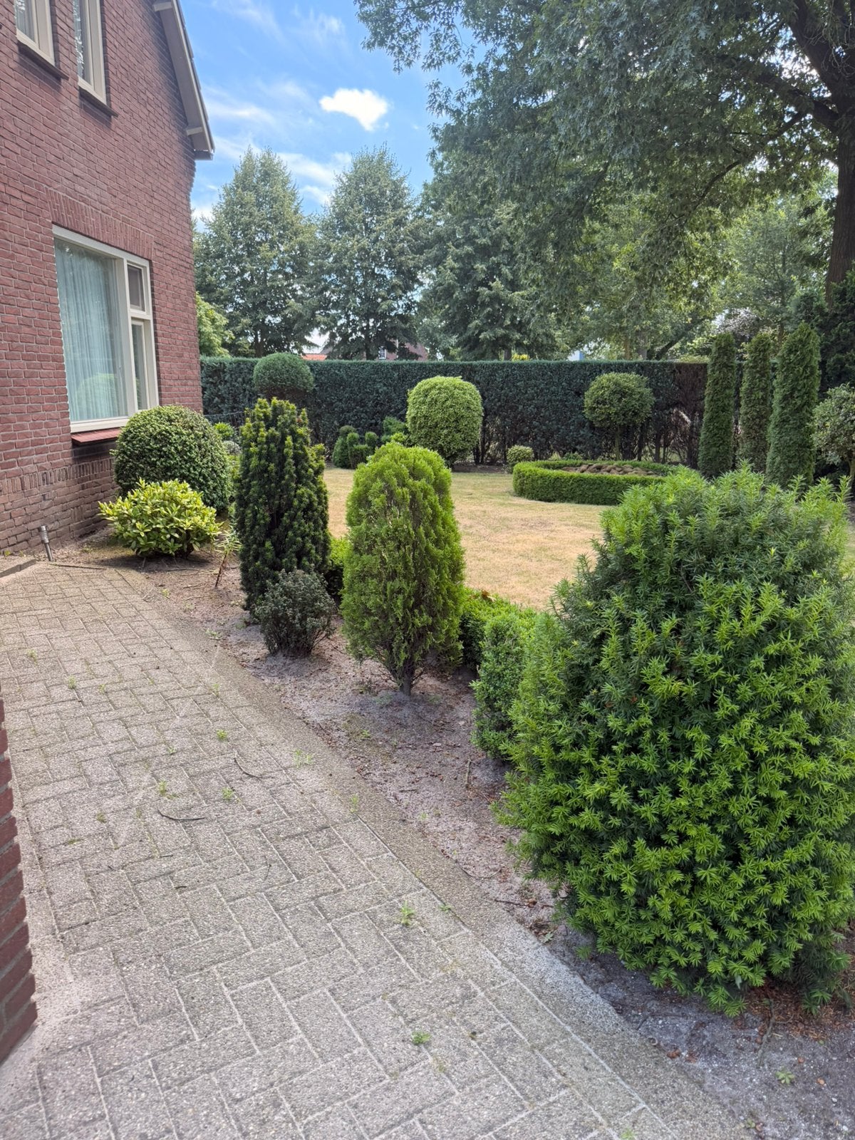 Diverse struiken en bomen, Tuin en Terras, Ophalen, Overige soorten, 100 tot 250 cm