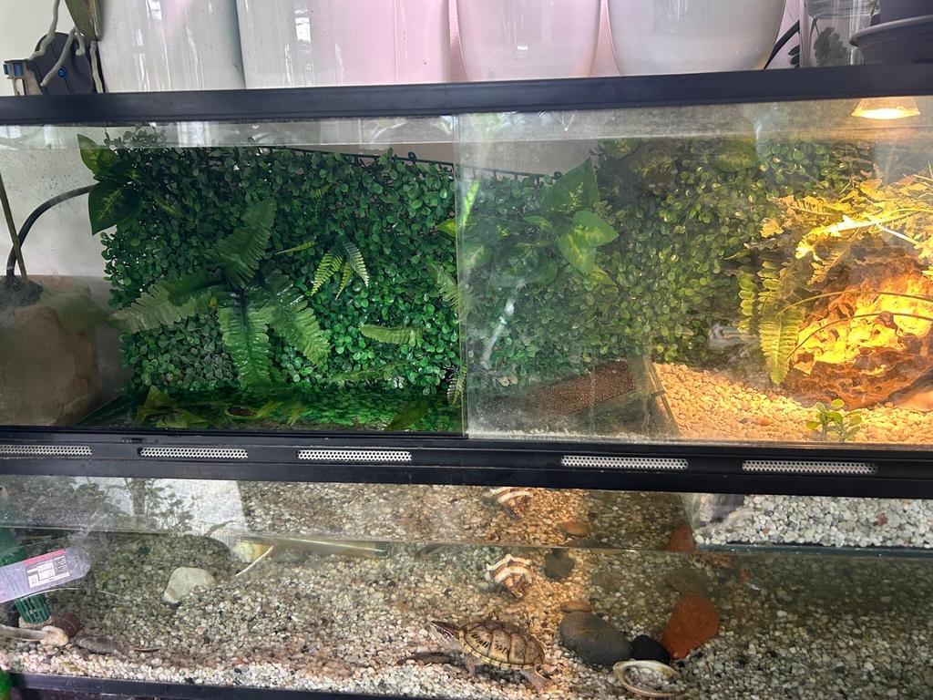 Muskus schildpad met acquarium 1 meter en 2 visjes, Ophalen