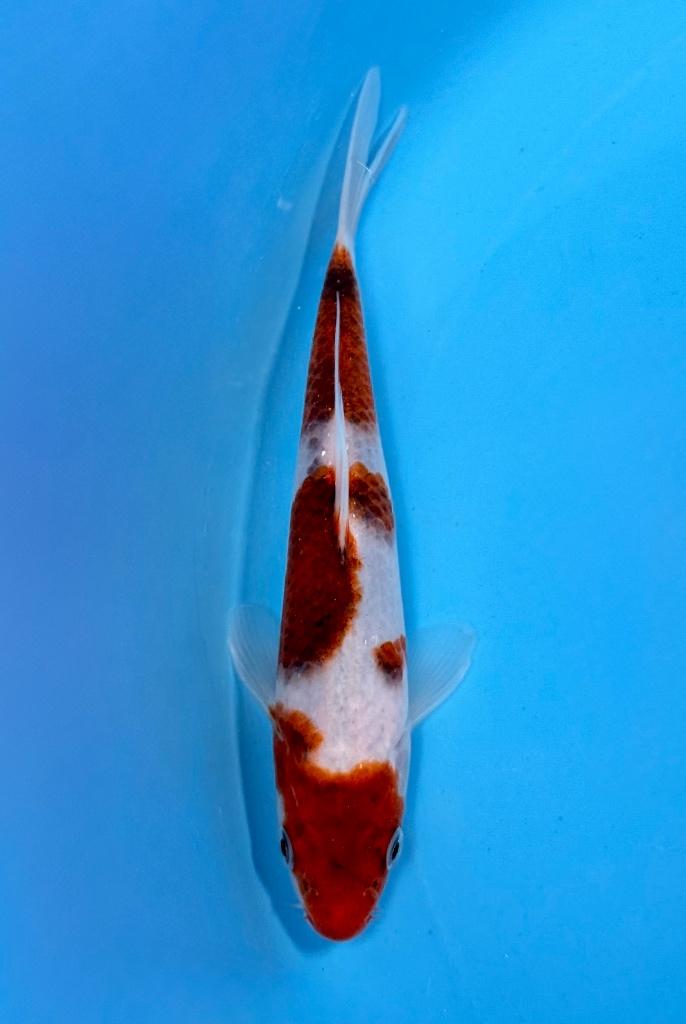 Japanse Koi – Marushi | Goromo | Incl Certificaat, Dieren en Toebehoren, Vissen | Vijvervissen, Karper of Koi