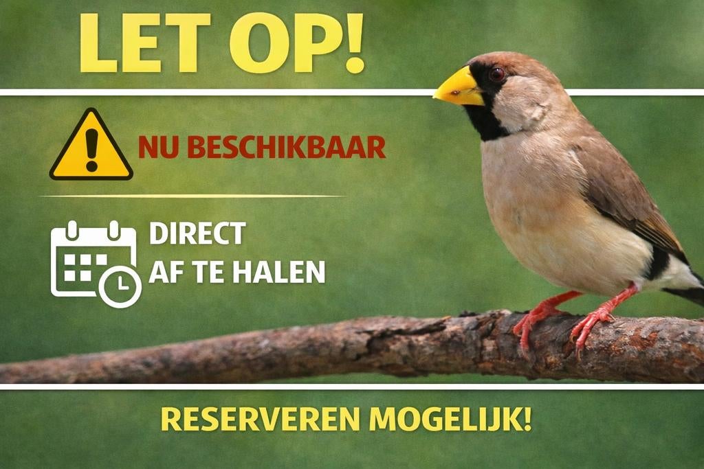Maskeramadines | nu beschikbaar | De Toekan Apeldoorn, Dieren en Toebehoren, Meerdere dieren