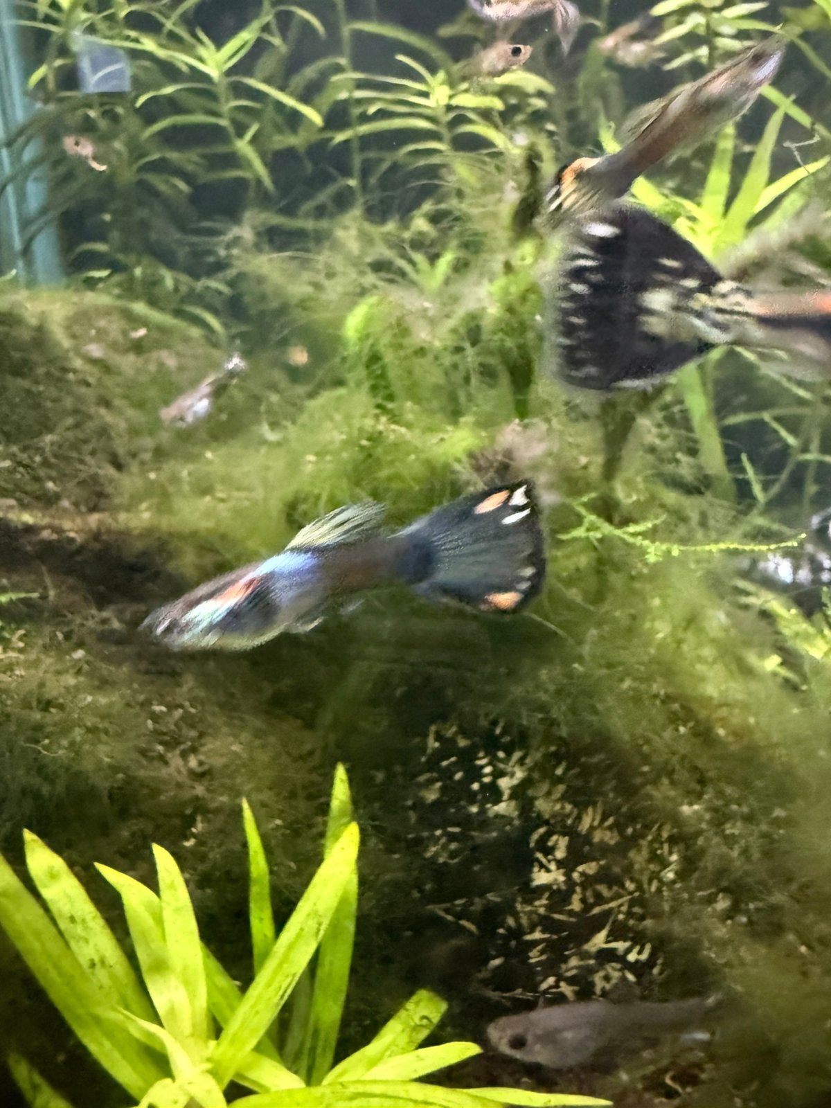 Guppen gup guppies, Dieren en Toebehoren, Vissen | Aquariumvissen, Vis