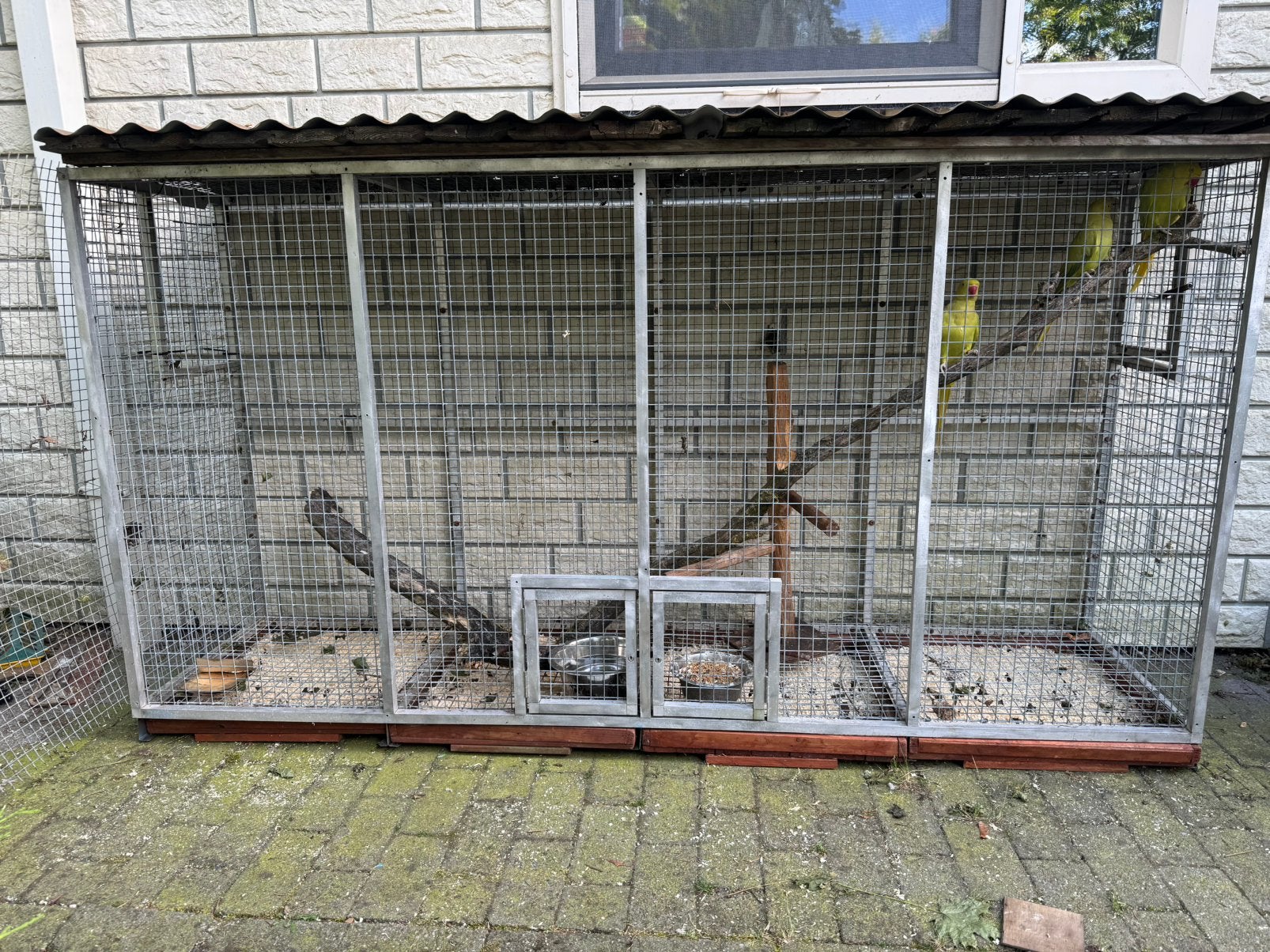 Voliere met 3 halsbandparkiet poppen, Ophalen of Verzenden, Zo goed als nieuw, Hout, Volière