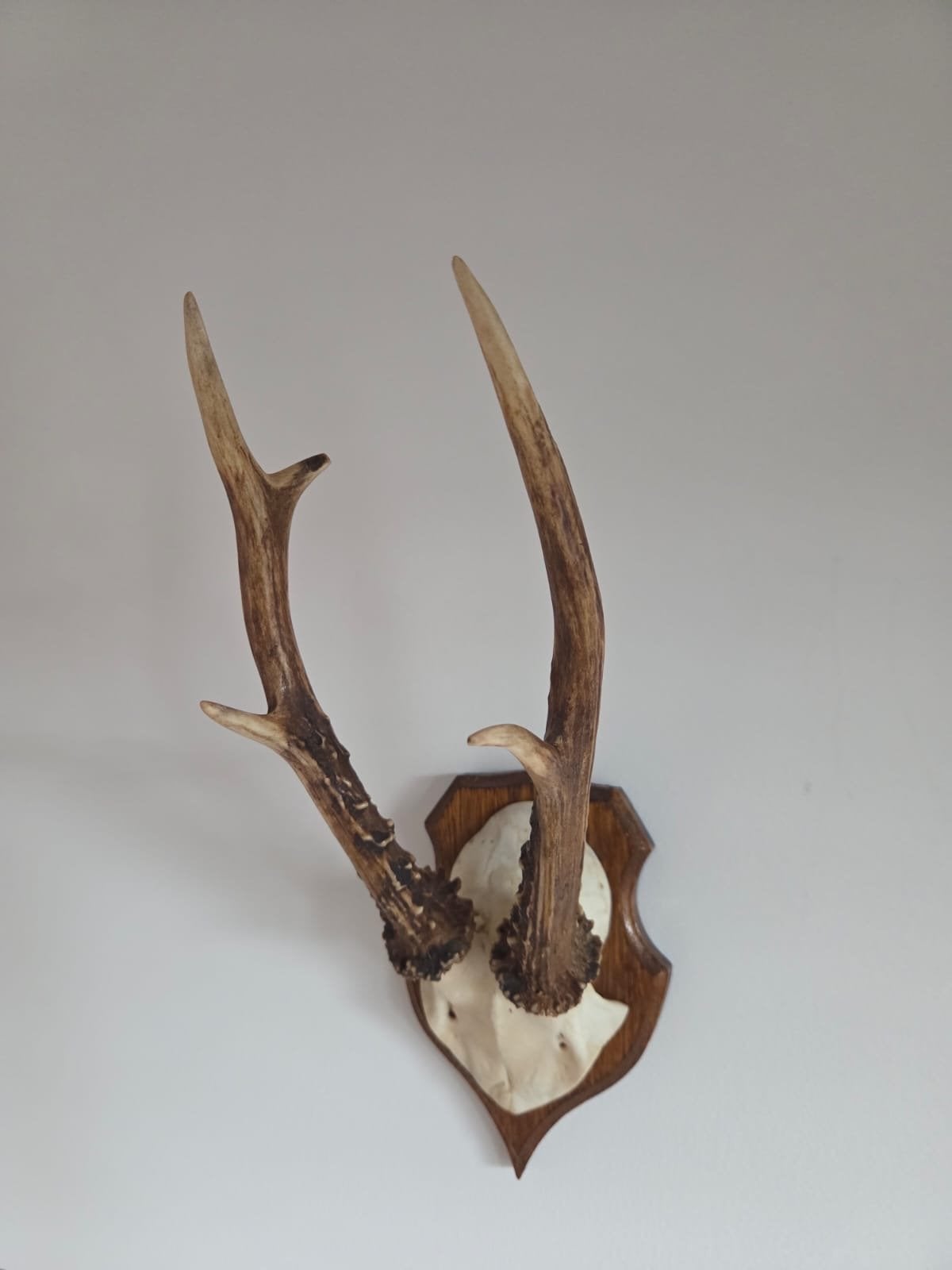 Herten Gewei op Houten Schild - Decoratief, Verzamelen, Ophalen of Verzenden, Gebruikt