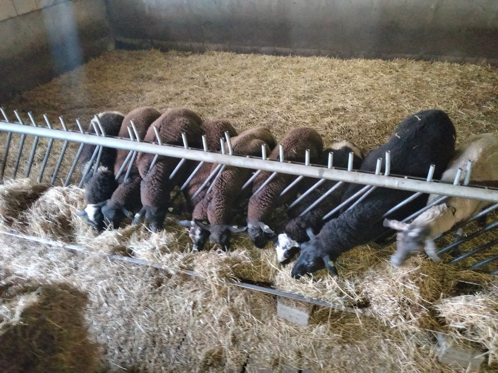 voerhek schapen, Meerdere dieren, Schaap