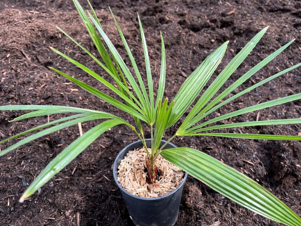 Trachycarpus princeps x Naggy, Ophalen of Verzenden, Lente, Minder dan 100 cm, Palmboom